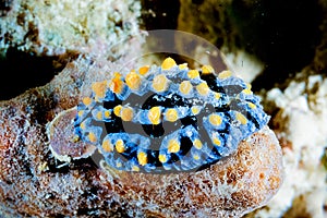 Phyllidiella kapoposang scuba diving diver