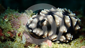 Phyllidiella sp2 nudibranch in Anilao Philippine