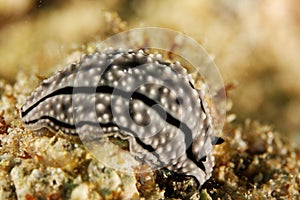 Phyllidiella zeylanica - Andaman Sea photo