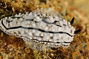 Phyllidiella zeylanica - Andaman Sea