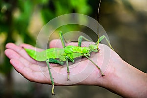 Phylliidae, green in the hand. Phylliidae are shaped like leaves and patterns on the body that are similar to the leaves of leaves photo