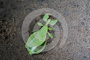 Phylliidae Leaf grasshoppers walking on soil in Northern Thailand photo