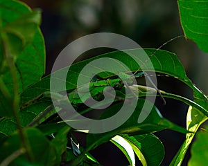 Phylliidae, leaf mantis photo