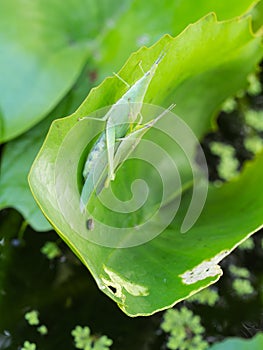 Phylliidae are Mating photo