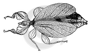 Phylliidae, vintage engraving photo