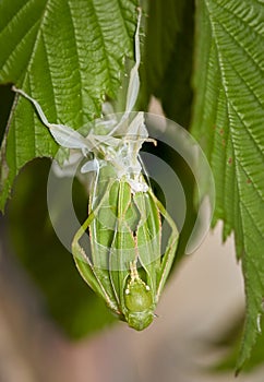 Phylliidae Walking leaf sheds its skin photo