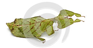 Phyllium bioculatum, leaf insect or walking leave, Phylliidae photo
