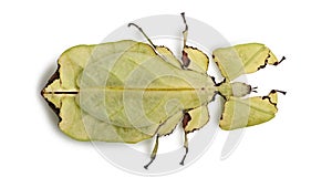 Phyllium giganteum, leaf insect walking leave, phyllidae photo