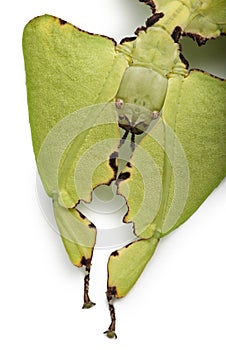 Phyllium giganteum, leaf insect walking leave, phyllidae photo