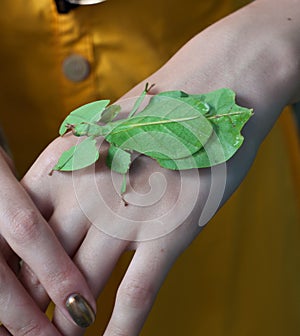 Leaf insect photo