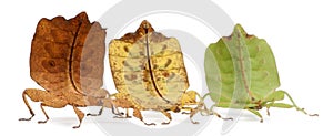 Phyllium Westwoodii, three stick insects photo