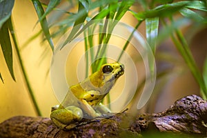 Phyllobates terribilis yellow frog in terrarium