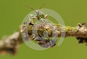 Phyllobius and jumping spider