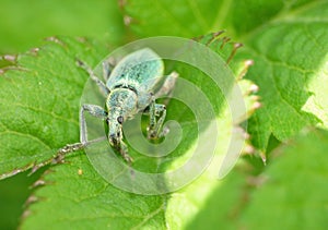 Phyllobius pomaceus - Beetle UK - Macro