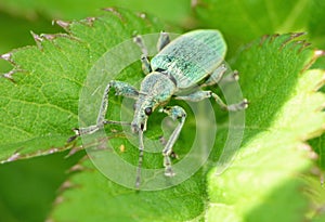 Phyllobius pomaceus - Beetle UK - Macro
