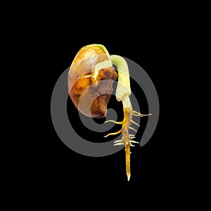 Phyllocarpus septentrionalis Donn. Seeds germinate with roots isolate  on a black background,Clipping Path