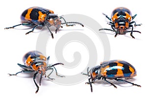 Phyllocharis undulata or leaf beetle isolated on white background