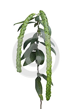 Phyllodium longipes (Craib.) Schindel is a Thai herb isolated on white background.