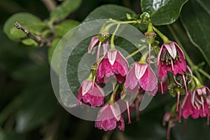 Phyllodoce flowers on a garden