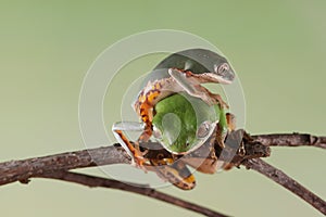 Phyllomedusa hypochondrialis climbing on branch