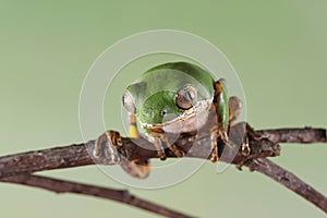 Phyllomedusa hypochondrialis climbing on branch