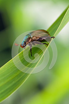 Phyllopertha horticolainsect