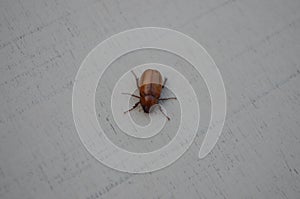 Phyllophaga, scarab beetle Melolonthinae may or June beetle blackish or reddish brown photo