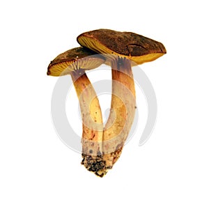 Phylloporus pelletieri mushroom