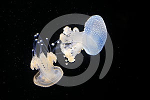 Phyllorhiza punctata, Australian spotted jellyfish in the dark sea water. White blue jellyfish in nature ocean habitat. Water floa