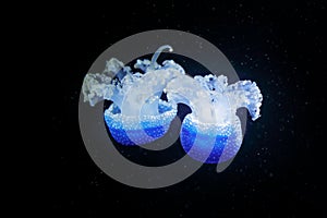 Phyllorhiza punctata, Australian spotted jellyfish in the dark sea water. White blue jellyfish in nature ocean habitat. Water floa