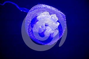 Phyllorhiza punctata blue white spotted jellyfish