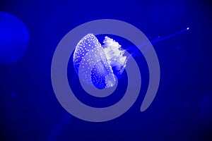 Phyllorhiza punctata blue white spotted jellyfish