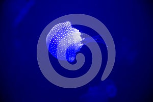 Phyllorhiza punctata blue white spotted jellyfish