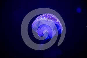 Phyllorhiza punctata blue white spotted jellyfish