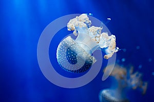 Phyllorhiza punctata. White spotted jellyfish