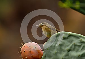 Phylloscopus bird on cactus