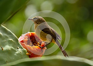 Phylloscopus bird on prickly pear