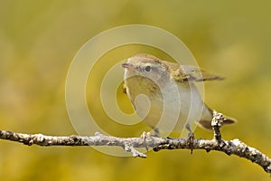 Phylloscopus bonelli - Western Bonelli`s Warbler