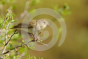 Phylloscopus bonelli - Western Bonelli`s Warbler