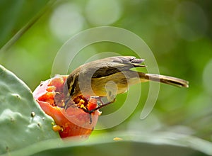 Phylloscopus canariensis on prickly pear