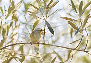 Phylloscopus collybita, chiffchaff,