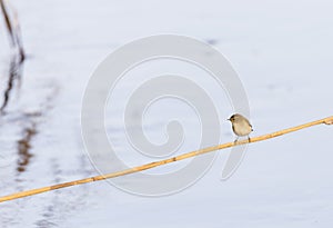 Phylloscopus collybita, chiffchaff,