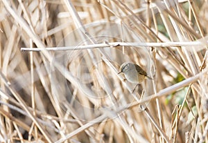 Phylloscopus collybita, chiffchaff,