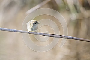 Phylloscopus collybita, chiffchaff,
