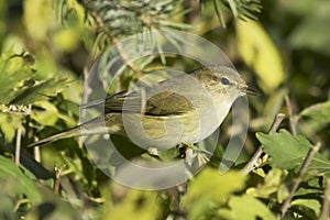 Phylloscopus collybita / chiffchaff