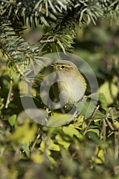 Phylloscopus collybita / chiffchaff