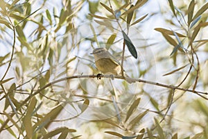 Phylloscopus collybita, chiffchaff,