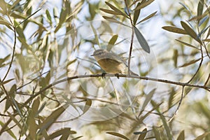 Phylloscopus collybita, chiffchaff,