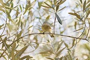 Phylloscopus collybita, chiffchaff,