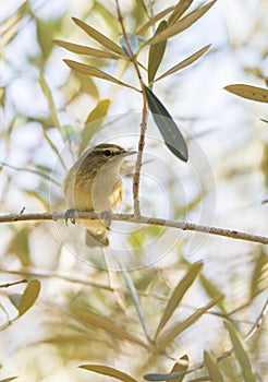Phylloscopus collybita, chiffchaff,